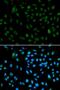 Nuclear Receptor Binding SET Domain Protein 3 antibody, LS-C334150, Lifespan Biosciences, Immunofluorescence image 