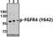 Fibroblast Growth Factor Receptor 4 antibody, A00769Y642, Boster Biological Technology, Western Blot image 