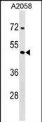 Tetrapeptide Repeat Homeobox 1 antibody, PA5-71977, Invitrogen Antibodies, Western Blot image 