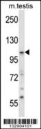 Sorting Nexin 14 antibody, 57-292, ProSci, Western Blot image 