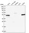 Rho GTPase Activating Protein 11A antibody, NBP1-93658, Novus Biologicals, Western Blot image 