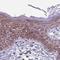 Ribosomal Protein S16 antibody, NBP2-32384, Novus Biologicals, Immunohistochemistry frozen image 