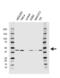 Actin Alpha 2, Smooth Muscle antibody, VMA00513, Bio-Rad (formerly AbD Serotec) , Western Blot image 