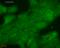 DnaJ Heat Shock Protein Family (Hsp40) Member B1 antibody, LS-C230509, Lifespan Biosciences, Immunofluorescence image 
