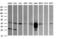 T-cell surface glycoprotein CD1c antibody, LS-C174309, Lifespan Biosciences, Western Blot image 