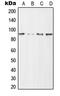 Hyaluronan Mediated Motility Receptor antibody, LS-C352303, Lifespan Biosciences, Western Blot image 