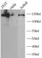 Sirtuin 1 antibody, FNab10371, FineTest, Western Blot image 