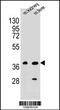 CUGBP Elav-Like Family Member 6 antibody, 56-008, ProSci, Western Blot image 