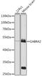 Gamma-Aminobutyric Acid Type A Receptor Alpha2 Subunit antibody, GTX54091, GeneTex, Western Blot image 