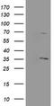Pyridoxal Phosphate Binding Protein antibody, LS-C174193, Lifespan Biosciences, Western Blot image 