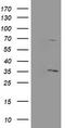 Pyridoxal Phosphate Binding Protein antibody, LS-C174193, Lifespan Biosciences, Western Blot image 