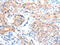 Acyl-CoA Synthetase Medium Chain Family Member 5 antibody, CSB-PA279017, Cusabio, Immunohistochemistry frozen image 