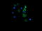 T-cell surface glycoprotein CD1c antibody, LS-C337875, Lifespan Biosciences, Immunofluorescence image 