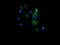 CD1c Molecule antibody, LS-C337875, Lifespan Biosciences, Immunofluorescence image 