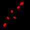 Checkpoint Kinase 2 antibody, LS-C353337, Lifespan Biosciences, Immunofluorescence image 
