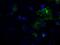 MIC5 antibody, GTX84244, GeneTex, Immunofluorescence image 