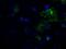 L1 Cell Adhesion Molecule antibody, GTX84244, GeneTex, Immunofluorescence image 