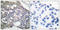 Protein Tyrosine Phosphatase Non-Receptor Type 6 antibody, LS-C199569, Lifespan Biosciences, Immunohistochemistry frozen image 