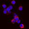 Granulin Precursor antibody, AF2557, R&D Systems, Immunocytochemistry image 