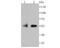 FKBP Prolyl Isomerase 5 antibody, A04182-1, Boster Biological Technology, Western Blot image 