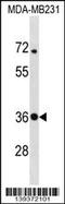 Syntaxin 4 antibody, 60-146, ProSci, Western Blot image 