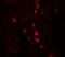 Arylsulfatase B antibody, GTX31552, GeneTex, Immunohistochemistry paraffin image 