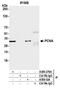 PCNA antibody, A500-024A, Bethyl Labs, Immunoprecipitation image 