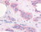 CD309 antibody, TA341136, Origene, Immunohistochemistry paraffin image 