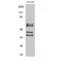 Periphilin 1 antibody, LS-C385432, Lifespan Biosciences, Western Blot image 