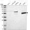 KH Domain Containing 4, Pre-MRNA Splicing Factor antibody, HPA008796, Atlas Antibodies, Western Blot image 