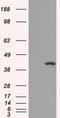 Isocitrate Dehydrogenase (NADP(+)) 1, Cytosolic antibody, CF500610, Origene, Western Blot image 