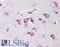 Poly(RC) Binding Protein 4 antibody, LS-B539, Lifespan Biosciences, Immunohistochemistry paraffin image 