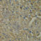 Kynurenine Aminotransferase 1 antibody, A6542, ABclonal Technology, Immunohistochemistry paraffin image 