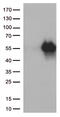 Hepatitis A Virus Cellular Receptor 2 antibody, TA812568S, Origene, Western Blot image 