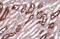 Myosin Heavy Chain 10 antibody, GTX634139, GeneTex, Immunohistochemistry paraffin image 
