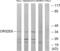 Olfactory Receptor Family 52 Subfamily E Member 6 antibody, abx015379, Abbexa, Western Blot image 