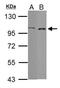 Rho GTPase Activating Protein 26 antibody, NBP1-33652, Novus Biologicals, Western Blot image 