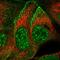 Synaptopodin 2 Like antibody, HPA055192, Atlas Antibodies, Immunofluorescence image 