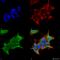 Gamma-Aminobutyric Acid Type A Receptor Alpha4 Subunit antibody, SMC-489D-A489, StressMarq, Immunofluorescence image 