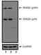 Nuclear Factor Kappa B Subunit 1 antibody, PA5-17654, Invitrogen Antibodies, Western Blot image 