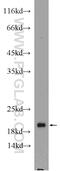 ADP Ribosylation Factor 4 antibody, 11673-1-AP, Proteintech Group, Western Blot image 