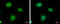 Insulin Like Growth Factor 2 MRNA Binding Protein 3 antibody, GTX115459, GeneTex, Immunocytochemistry image 