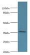 Eukaryotic Translation Initiation Factor 3 Subunit G antibody, LS-C370596, Lifespan Biosciences, Western Blot image 