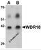 WD Repeat Domain 18 antibody, 6817, ProSci, Western Blot image 