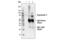 Argonaute RISC Catalytic Component 2 antibody, 2897T, Cell Signaling Technology, Immunoprecipitation image 