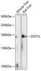 DOT1 Like Histone Lysine Methyltransferase antibody, 14-366, ProSci, Western Blot image 