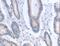 Actin Related Protein 3B antibody, LS-C404437, Lifespan Biosciences, Immunohistochemistry frozen image 