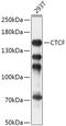 CCCTC-Binding Factor antibody, GTX65926, GeneTex, Western Blot image 