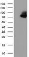 Oxysterol Binding Protein Like 11 antibody, LS-C115777, Lifespan Biosciences, Western Blot image 