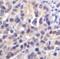 V-Set Immunoregulatory Receptor antibody, LS-C669111, Lifespan Biosciences, Immunohistochemistry paraffin image 